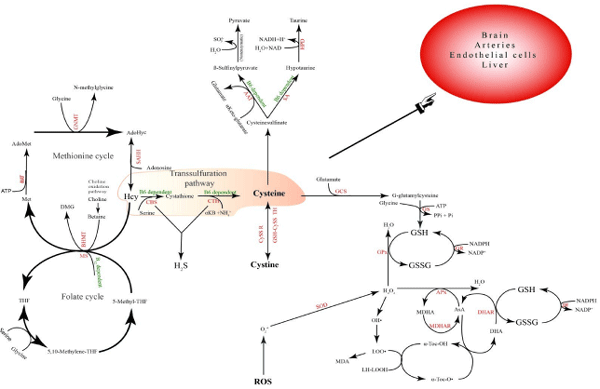 Fig 3. Transsulfuration pathway and antioxidant system. Tetrahydrofolate (THF); 5,10-methylene-tetrahydrofolate (5,10-MethyleneTHF); methionine synthase (MS); methionine (Met);betaine homocysteine methyltransferase (BHMT); dimethylglycine (DMG); Sadenosylmethionine (SAM); methionine adenosyltransferase (MAT); S—adenosylmethionine (AdoMet); glycine N-methyltransferase (GNMT); S-adenosylhomocysteine (AdoHcy); S-adenosylhomocysteine hydrolase (SAHH); homocysteine (Hcy); cystathionine β-synthase (CBS); cystathionine γ-lyase (CTH); α-ketobutyrate (αKB); aspartate aminotransferase (AAT); sulfinoalanine decarboxylase (SAD); Hypotaurine dehydrogenase (HPD); cystine reductase (Cyss R); Glutathione-cystine transhydrogenase (GSH-Cyss TH); γ-glutamylcysteine synthase (GCS); glutathione synthase (GS); and aspartateaminotransferase(AST).