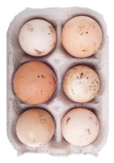 Proper Handling for Safe Eggs - Image 5