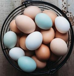 Proper Handling for Safe Eggs - Image 4