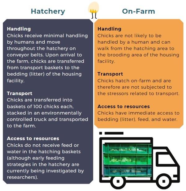 On-Farm Hatching of Broiler Chicks: An Overview - Image 4