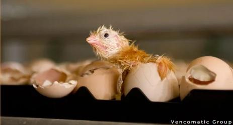 On-Farm Hatching of Broiler Chicks: An Overview - Image 5