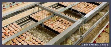 On-Farm Hatching of Broiler Chicks: An Overview - Image 2