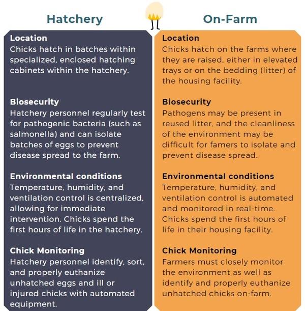 On-Farm Hatching of Broiler Chicks: An Overview - Image 3