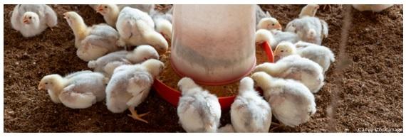 Effects of Day-length (Photoperiod) on Broiler Welfare - Image 2