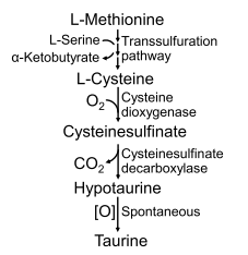 Fig. 4.2 Synthesis of taurine from L-cysteine in the liver of dogs and cats. In the presence of serine, L-methionine is degraded on the liver via the transsulfuration pathway to generate cysteine and α-ketobutyrate. Subsequently, L-cysteine is oxidized to hypotaurine via reactions catalyzed by cysteine dioxygenase and cysteinesulfinate decarboxylase. Hypotaurine is spontaneously oxidized to taurine. Most breeds of dogs can synthesize sufficient taurine when fed L-methionine- or Lcysteine-adequate diets. However, this synthetic pathway is limited in cats due to low activities of cysteine dioxygenase and cysteinesulfinate decarboxylase