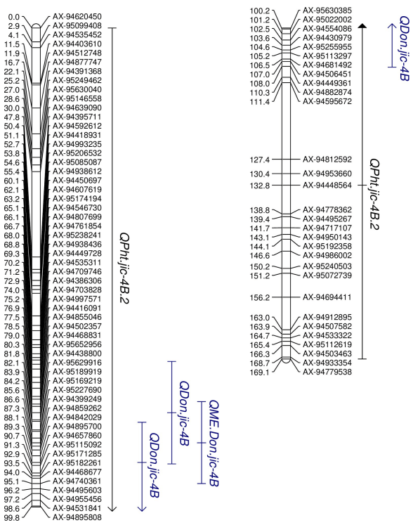 Fig 3. QTL associated with DON accumulation and plant height on chromosome 4B in the BR 18 × BRS 179 F6 RIL population