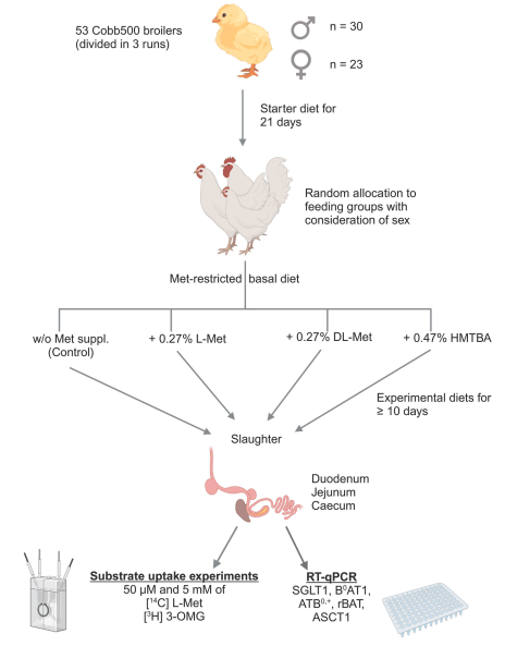 Fig. 1. Graphical sketch of the experimental design. See text for details. ASCT1 = Neutral amino acid transporter A; ATB0,+ = Amino acid transporter B0,+; B0 AT1 = B0 amino acid transporter 1; HMTBA = 2-hydroxy-4-(methylthio) butanoic acid; Met = methionine; 3-OMG = 3-O methyl-D-glucose; rBAT = heavy chain of neutral and basic amino acid transport protein; SGLT1 = Sodium-D-glucose linked transporter 1; suppl. = supplement. Created in BioRender. Aschenbach, J. (2025) https:// BioRender.com/41v0ewb.