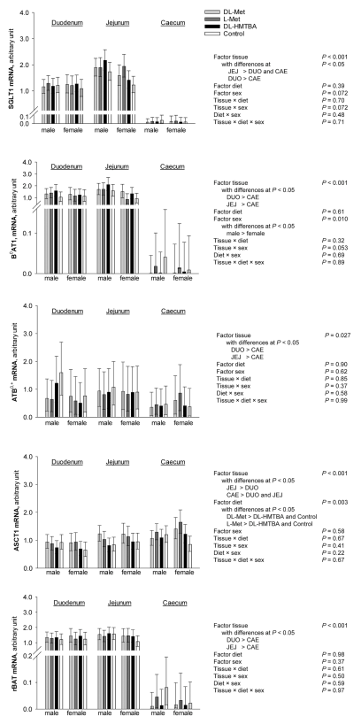 Fig. 5. mRNA expression of selected glucose and methionine transporters in duodenum, jejunum and caecum using RT-qPCR from n = 5 - 8 chickens. Data was compared using three-way ANOVA (factors tissue, diet and sex) and post hoc Student-Newman-Keuls’ test. DUO = duodenum; JEJ = jejunum; CAE = caecum; Met = methionine; HMTBA = 2-hydroxy-4-(methylthio) butanoic acid; SGLT1= Sodium-D-glucose linked transporter 1; B0 AT1 = B0 amino acid transporter 1; ATB0,+ = Amino acid transporter B0,+; ASCT1 = Neutral amino acid transporter A; rBAT = heavy chain of neutral and basic amino acid transport protein.