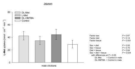 Fig. 4. Three-way interaction of uptakes of L-methionine (L-Met) at a final concentration of 5 mM for the factors tissue, diet and sex as further isolated by post hoc Student-Newman-Keuls’ test in jejunum of male chickens. Columns represent least square means ± CI from n = 6 - 8 chickens. Data for female chickens in jejunum and for male and female chickens in duodenum and caecum are not shown because they did not show diet-dependent differences (P > 0.05). HMTBA = 2-hydroxy-4- (methylthio) butanoic acid.
