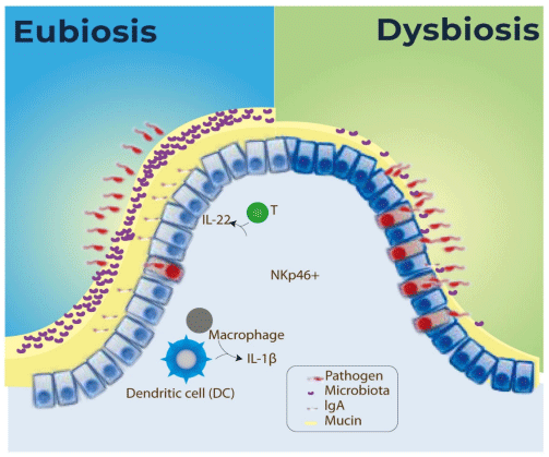 Postbiotics: An Alternative for Improving Health and Performance of Poultry Production - Image 5
