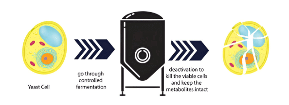 Postbiotics: An Alternative for Improving Health and Performance of Poultry Production - Image 3
