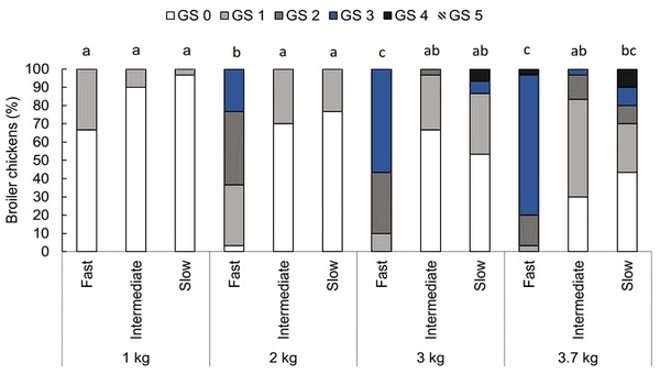 Fast growth rate is associated with musculoskeletal biomechanical imbalance and dorsal cranial myopathy in broiler chickens - Image 2