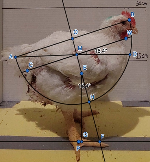 Fast growth rate is associated with musculoskeletal biomechanical imbalance and dorsal cranial myopathy in broiler chickens - Image 4