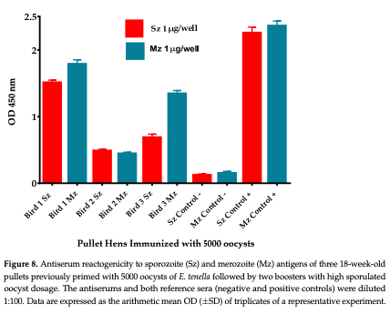 Figure 8. Antiserum reactogenicity to sporozoite (Sz) and merozoite (Mz) antigens of three 18-week-old pullets previously primed with 5000 oocysts of E. tenella followed by two boosters with high sporulated oocyst dosage. The antiserums and both reference sera (negative and positive controls) were diluted 1:100. Data are expressed as the arithmetic mean OD (±SD) of triplicates of a representative experiment.