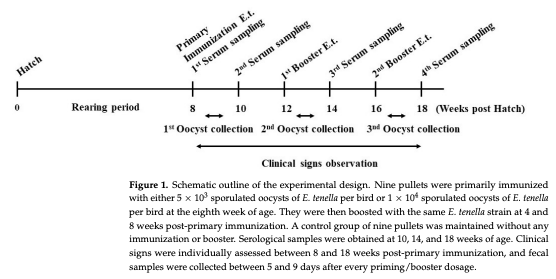 Figure 1. Schematic outline of the experimental design. Nine pullets were primarily immunized with either 5 × 103 sporulated oocysts of E. tenella per bird or 1 × 104 sporulated oocysts of E. tenella per bird at the eighth week of age. They were then boosted with the same E. tenella strain at 4 and 8 weeks post-primary immunization. A control group of nine pullets was maintained without any immunization or booster. Serological samples were obtained at 10, 14, and 18 weeks of age. Clinical signs were individually assessed between 8 and 18 weeks post-primary immunization, and fecal samples were collected between 5 and 9 days after every priming/booster dosage