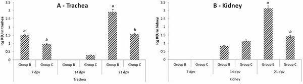 Comparative protective immunity provided by live vaccines of Newcastle disease virus or avian metapneumovirus when co-administered alongside classical and variant strains of infectious bronchitis virus in day-old broiler chicks - Image 5