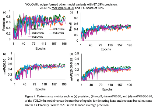 Figure 4. Performance metrics such as (a) precision, (b) recall, (c) mAP@0.50, and (d) mAP@0.50-0.95, of the YOLOv5u model versus the number of epochs for detecting hens and roosters based on comb size in a CF facility. Where mAP refers to mean average precision.