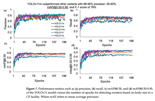 Figure 7. Performance metrics such as (a) precision, (b) recall, (c) mAP@0.50, and (d) mAP@0.50-0.95, of the YOLOv11 model versus the number of epochs for detecting roosters based on body size in a CF facility. Where mAP refers to mean average precision.