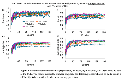 Figure 6. Performance metrics such as (a) precision, (b) recall, (c) mAP@0.50, and (d) mAP@0.50-0.95, of the YOLOv5u model versus the number of epochs for detecting roosters based on body size in a CF facility. Where mAP refers to mean average precision.