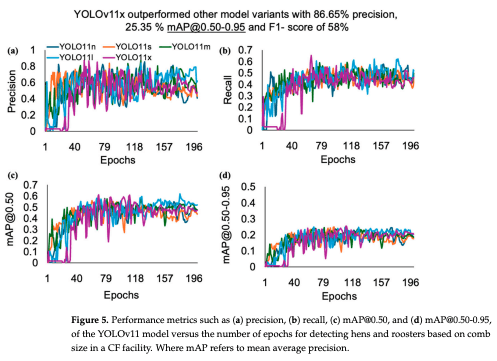 Figure 5. Performance metrics such as (a) precision, (b) recall, (c) mAP@0.50, and (d) mAP@0.50-0.95, of the YOLOv11 model versus the number of epochs for detecting hens and roosters based on comb size in a CF facility. Where mAP refers to mean average precision.