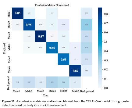 Figure 11. A confusion matrix normalization obtained from the YOLOv5xu model during rooster detection based on body size in a CF environment.