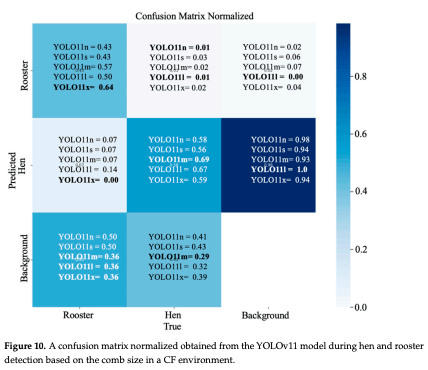 Figure 10. A confusion matrix normalized obtained from the YOLOv11 model during hen and rooster detection based on the comb size in a CF environment.