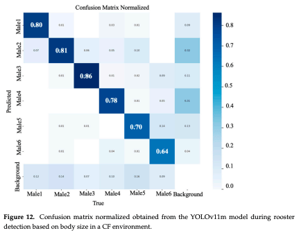 Figure 12. Confusion matrix normalized obtained from the YOLOv11m model during rooster detection based on body size in a CF environment.