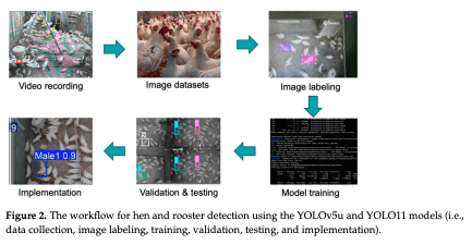 Figure 2. The workflow for hen and rooster detection using the YOLOv5u and YOLO11 models (i.e., data collection, image labeling, training, validation, testing, and implementation).