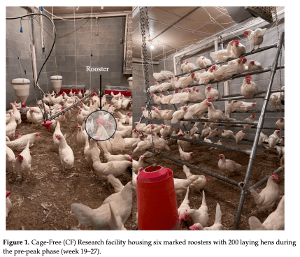 Figure 1. Cage-Free (CF) Research facility housing six marked roosters with 200 laying hens during the pre-peak phase (week 19–27).