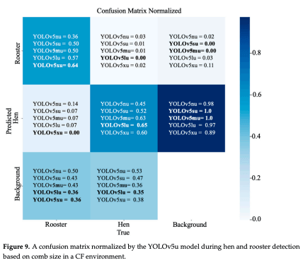 Figure 9. A confusion matrix normalized by the YOLOv5u model during hen and rooster detection based on comb size in a CF environment.
