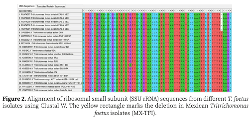 Figure 2. Alignment of ribosomal small subunit (SSU rRNA) sequences from different T. foetus isolates using Clustal W. The yellow rectangle marks the deletion in Mexican Tritrichomonas foetus isolates (MX-TFI).