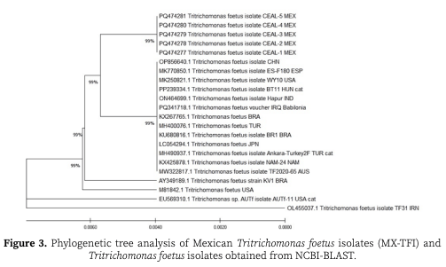 Figure 3. Phylogenetic tree analysis of Mexican Tritrichomonas foetus isolates (MX-TFI) and Tritrichomonas foetus isolates obtained from NCBI-BLAST.