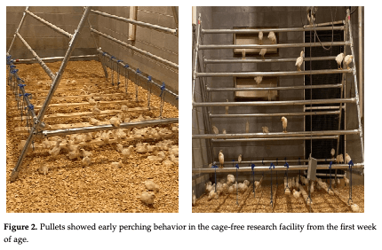 Figure 2. Pullets showed early perching behavior in the cage-free research facility from the first