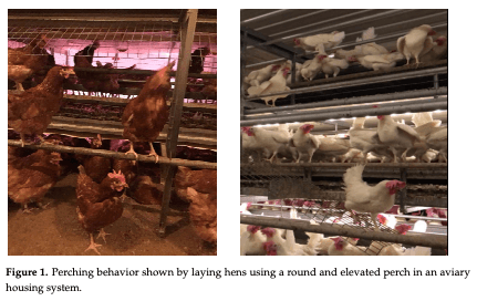 Figure 1. Perching behavior shown by laying hens using a round and elevated perch in an aviary