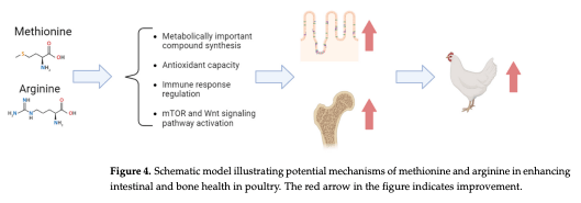 Figure 4. Schematic model illustrating potential mechanisms of methionine and arginine in enhancing intestinal and bone health in poultry. The red arrow in the figure indicates improvement.
