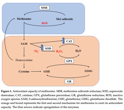 Figure 3. Antioxidant capacity of methionine. MSR, methionine sulfoxide reductase; SOD, superoxide dismutase; CAT, catalase; GPX, glutathione peroxidase; GR, glutathione reductase; ROS, reactive oxygen species; SAM, S-adenosylmethionine; GSH, glutathione; GSSG, glutathione disulfide. The orange and boxed represents the first and second mechanism for methionine to exert its antioxidant capacity. The blue arrows indicate upregulation of the enzymes.