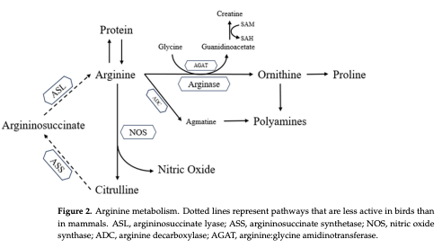 Figure 2. Arginine metabolism. Dotted lines represent pathways that are less active in birds than in mammals. ASL, argininosuccinate lyase; ASS, argininosuccinate synthetase; NOS, nitric oxide synthase; ADC, arginine decarboxylase; AGAT, arginine:glycine amidinotransferase.
