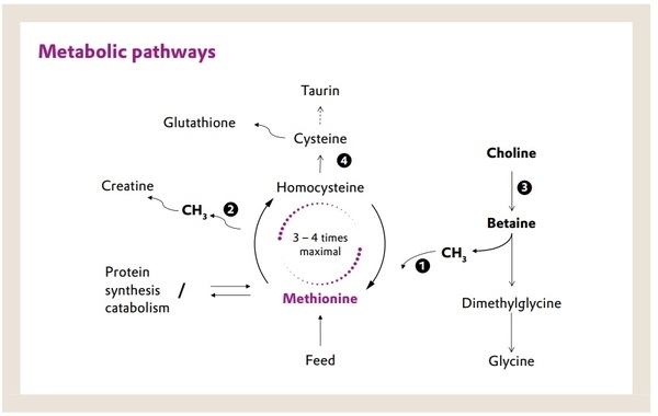 The science is clear: Betaine cannot replace methionine - Image 2
