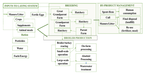 Fig. 2. Process flow and system boundaries for a ‘cradle-to-gate’ life cycle assessment (LCA) of a broiler production system. The diagram outlines key components: inputs to the broiler system (e.g., crops, supplements, and energy), animal breeding, broiler production (rearing, small− /large-scale operations, processing), and byproduct management (spent hens, culls, and manure reuse or disposal). Arrows represent material and energy flows across the system.