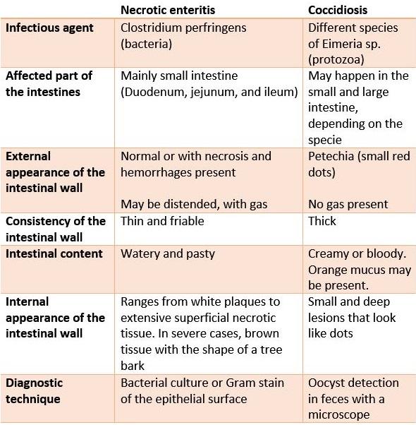 Necrotic enteritis and coccidiosis: differential diagnosis - Image 2