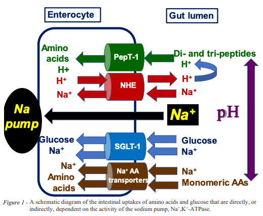Figure 1 - A schematic diagram of the intestinal uptakes of amino acids and glucose that are directly, or indirectly, dependent on the activity of the sodium pump, Na+,K+-ATPase.