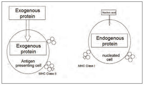 Figure 2. Presentation of processed antigens (peptides: T cell epitopes) of exogenous and endogenous antigens in association with MHC class II and MHC class I molecules, respectively