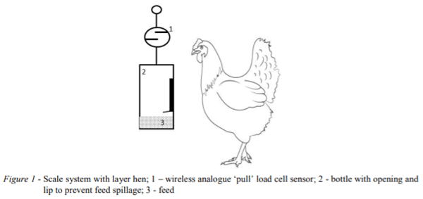 AUSTRALIA - MONITORING INTAKE PATTERNS OF LAYER HENS: A LINK BETWEEN BEHAVIOUR AND FEED CONVERSION RATIO? - Image 1