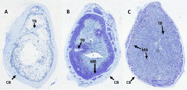 Figure 1 - Cross- sections of tibiae from laying hens of various ages. CB = cortical bone; TB = trabecular bone; MB = medullary bone. A) Layer pullet (16 weeks of age) containing only the cortical shell and trabecular struts. Diffuse staining within the cortical shell is an artifact. Structural bone (CB + TB) tissue shows very little in the way of pore formation at this level of magnification. Sexual immaturity was confirmed at time of sampling by the absence of ovary development. B) Laying hen after the first egg was laid, showing the cortical shell, trabecular struts, and medullary bone. The medullary bone is present as small spicules of bone tissue, initially deposited on the surfaces of the structural bone tissues. Pores containing medullary bone within the cortical shell are clearly visible. C) End of lay (67-week old) hen showing depletion of cortical and trabecular bone tissues, and diffuse nature of medullary bone throughout the medullary cavity. MB arrows point to some larger spicules of medullary bone.