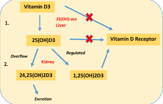 Importance of Vitamin D in ensuring good bird health - Image 1