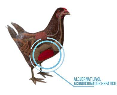 Alquernat Livol: essential for liver regeneration - Image 1