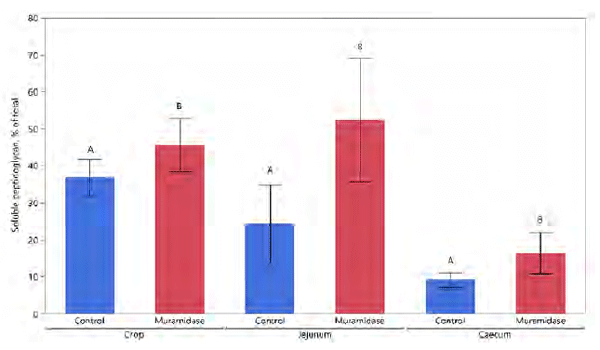Soluble peptidoglycan, % of total, in chicken crop, jejunum and caecum intestinal samples. Muramidase supplemented diets have significant higher soluble peptidoglycan, % of total. Bars with different letters A and B are significant different, within each intestinal segment in a student’s t-test (p = 0.05).