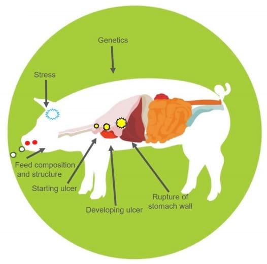 Reducing gastritis in swine - Phytobiotics - Image 1