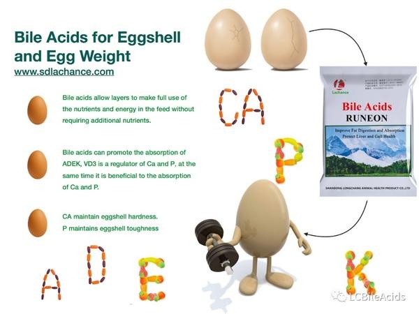 How to improve eggshell quality with cod liver oil and calcium - Image 3