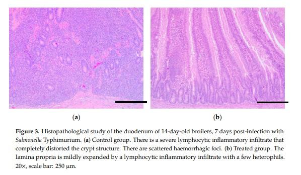 Reduction of Salmonella Typhimurium Cecal Colonisation and Improvement of Intestinal Health in Broilers Supplemented with Fermented Defatted ‘Alperujo’, an Olive Oil By-Product - Image 7